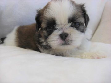 シーズー【大阪府・女の子・2018年5月24日・ホワイト&ゴールド】の写真「可愛い5兄妹！！！」