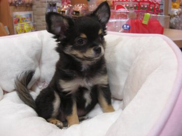 チワワ(ロング)【大阪府・女の子・2017年9月12日・ブラックタン&ホワイト】の写真「母犬はモデル犬！激カワの子どもたち！」