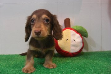 カニンヘンダックスフンド(ロング)【大阪府・男の子・2016年8月1日・チョコレート&タン】の写真「元気いっぱい！」