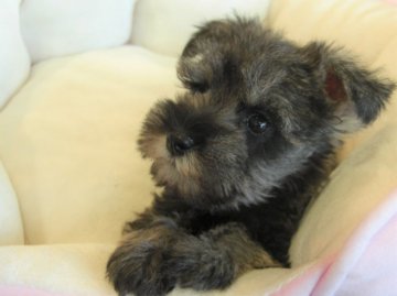 ミニチュアシュナウザー【大阪府・女の子・2017年10月9日・ソルト&ペッパー】の写真「可愛いです！」