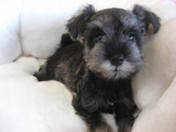 ミニチュアシュナウザー【大阪府・女の子・2017年10月9日・ソルト&ペッパー】の写真「可愛いです！」