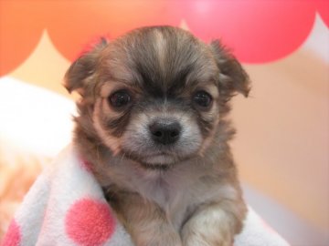 チワワ(ロング)【大阪府・女の子・2018年3月30日・フォーン、ホワイト】の写真「母犬はモデル犬として活躍中！」