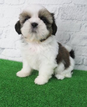 シーズー【大阪府・女の子・2021年5月24日・ホワイト&ゴールド】の写真「愛嬌たっぷりべっぴんさん！！！」