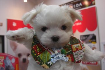 マルチーズ【大阪府・男の子・2016年10月31日・ホワイト】の写真「イケメンです！」