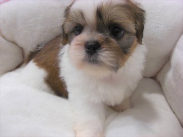 シーズー【大阪府・男の子・2018年5月24日・ホワイト&ゴールド】の写真「可愛い5兄妹！！！」