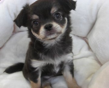 チワワ(ロング)【大阪府・女の子・2018年4月26日・ブラック&タン】の写真「母犬はモデル犬として活躍中！」