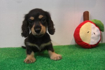 カニンヘンダックスフンド(ロング)【大阪府・男の子・2016年8月1日・ブラック&クリーム】の写真「元気いっぱい！」