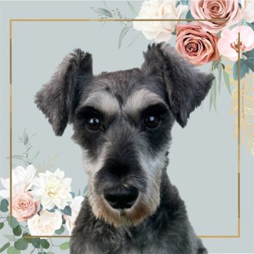 ミニチュアシュナウザー【大阪府・女の子・2022年1月16日・ソルト&ペッパー】の写真「とても人懐っこい性格🐶」