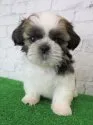 シーズー【大阪府・男の子・2019年11月9日・ホワイト&ゴールド】の写真1「1/1撮影」