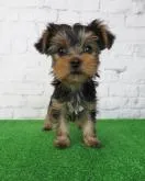 ヨークシャーテリア【大阪府・女の子・2022年9月24日・スチールブルー&タン】の写真4「11/17撮影」