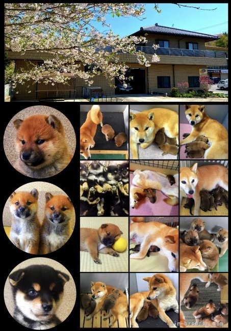 たっぷり余力あるスペースで心身を育みます🍀津名一宮インターより3分🚙｜富田　美和(とみだ　みわ)ブリーダー(兵庫県・柴犬・日本犬保存会登録)の紹介写真2