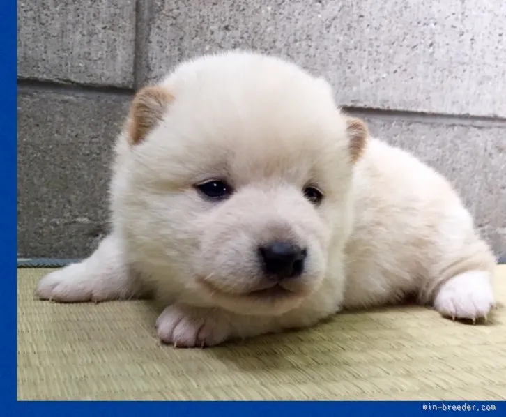 岡山犬 様のお迎えした子犬