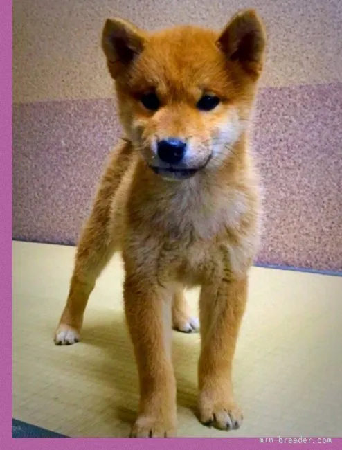 岡部裕子 様のお迎えした子犬