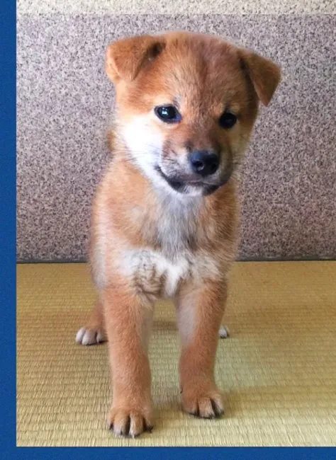 福 様のお迎えした子犬