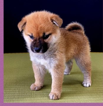 柴犬(標準サイズ)【兵庫県・女の子・2022年4月1日・赤】の写真「「展覧会用」⭐️スーパーレッドSP⭐️極美⭐️」