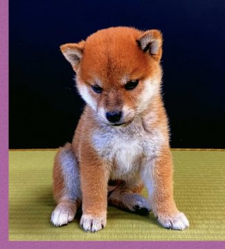 兵庫県 富田 美和 とみだ みわ ブリーダー みんなのブリーダー