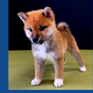 柴犬(標準サイズ)【兵庫県・男の子・2022年4月1日・赤】の写真「「展覧会用」⭐️スーパーレッドSP⭐️極美⭐️」