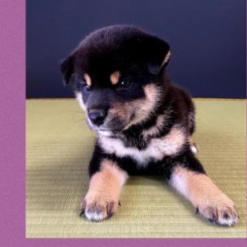 柴犬(標準サイズ)【兵庫県・女の子・2022年6月23日・黒】の写真「「展覧会用」⭐️ダイヤモンドブラック⭐️極上⭐️」