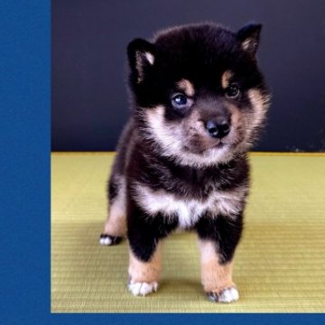 柴犬(標準サイズ)【兵庫県・男の子・2022年4月6日・黒】の写真「🔹可愛さ感動レベル✨小ぶりサイズ🔹性格良好💙」