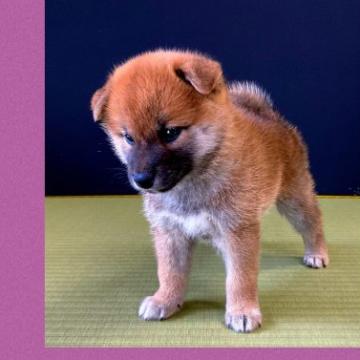 柴犬(標準サイズ)【兵庫県・女の子・2022年6月19日・赤】の写真「「展覧会用」⭐️スーパーレッドSP⭐️極上⭐️⭐️」