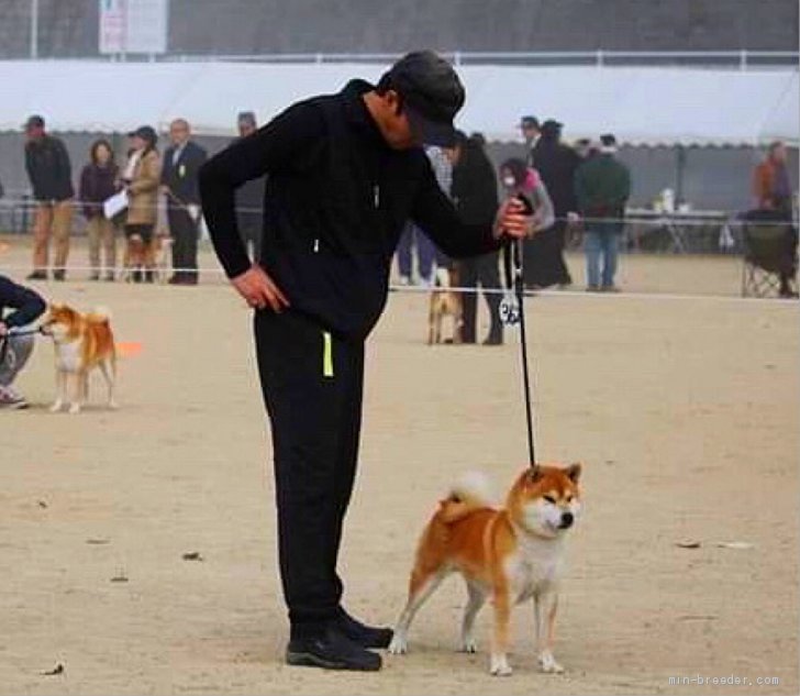 柴犬 オス 赤 2017/03/01生まれ 兵庫県 交配犬ID:1807-b0005