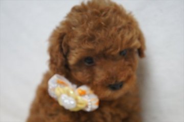 福井県でおすすめの犬のブリーダー特集 みんなのペットライフ