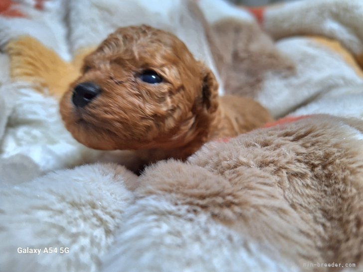 福地早苗ブリーダーのブログ：タイニープードルの男の子