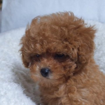 トイプードル(タイニー)【福井県・男の子・2025年9月24日・レッド】の写真「ふれ合うことが大好き💕」