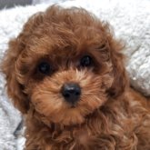 トイプードル(タイニー)