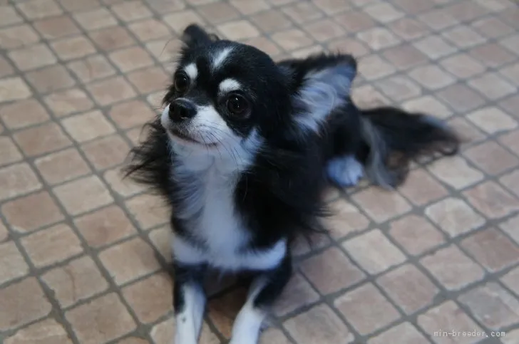 ID：1910-00796の子犬