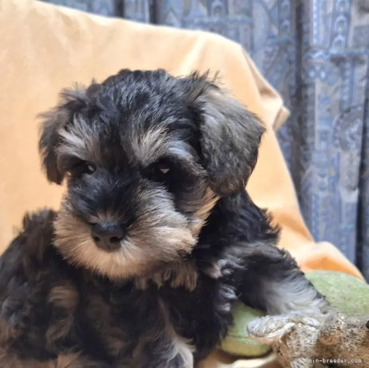 ID:2406-01940の子犬