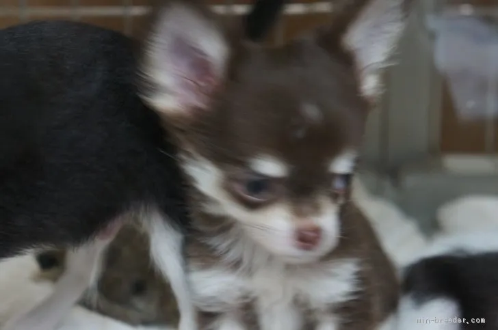ID：1908-02125の子犬