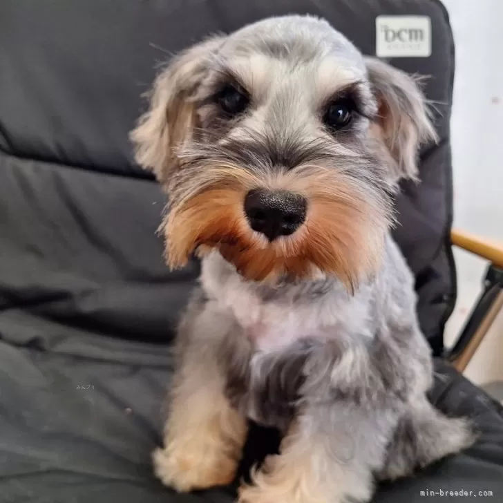 ID:2406-03063の子犬