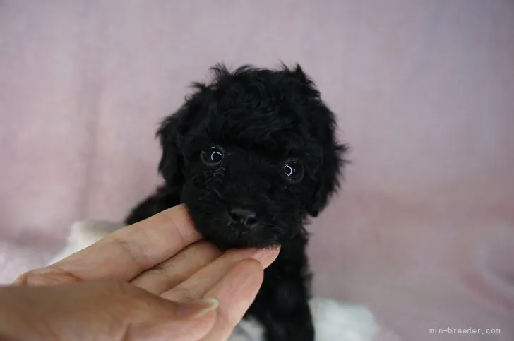 coaママ 様のお迎えした子犬