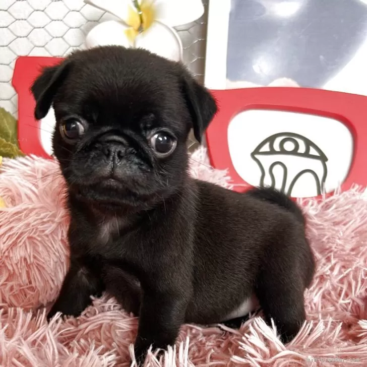 ID：2508-04243の子犬