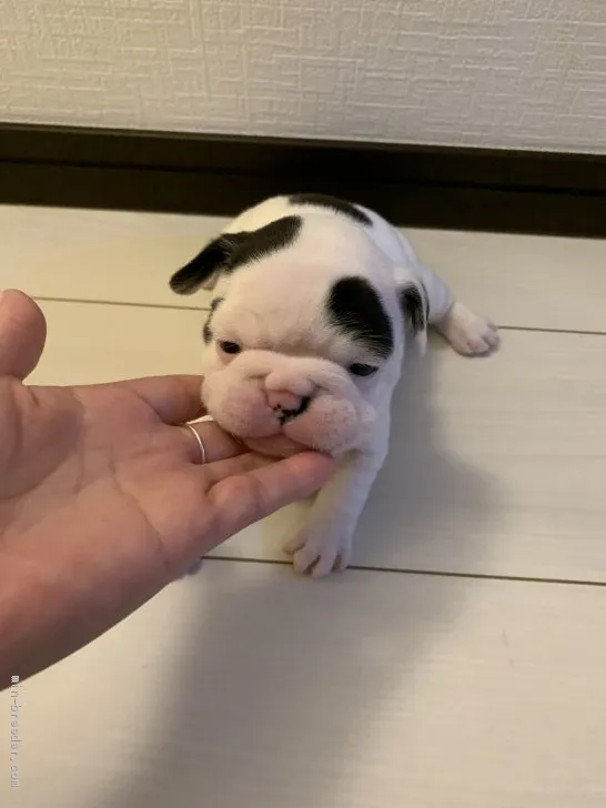 ぶる 様のお迎えした子犬