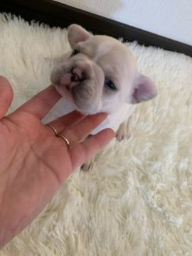 フレンチブルドッグ【茨城県・女の子・2020年10月28日・ハニーパイド】の写真「ムチムチな女の子」