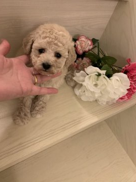 トイプードル(タイニー)【茨城県・女の子・2020年1月13日・クリーム女の子】の写真「愛嬌ある女の子」