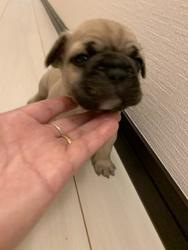 フレンチブルドッグ【茨城県・男の子・2020年4月30日・フォーン】の写真「フォーンくん」