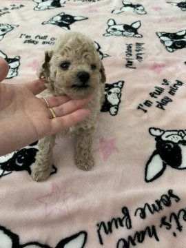 トイプードル(タイニー)【茨城県・男の子・2020年3月26日・クリーム】の写真「オメメぱっちり」