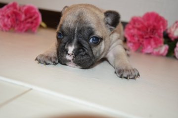 フレンチブルドッグ【茨城県・女の子・2019年4月24日・フォーン】の写真「かわいい女の子になります」