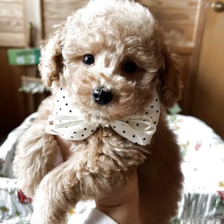 Y.F 様のお迎えした子犬