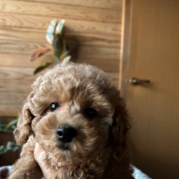 トイプードル(トイ)【鹿児島県・女の子・2025年9月12日・アプリコット】の写真「ぽっちゃり体型のまん丸お顔🩷」