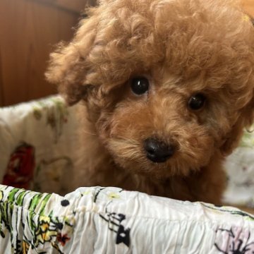 トイプードル(タイニー)【鹿児島県・男の子・2024年9月6日・レッド】の写真「甘えん坊でフレンドリー❣️」