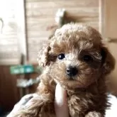 タイニープードル