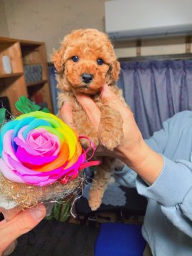 トイプードル(トイ)【鹿児島県・男の子・2020年12月17日・アプリコット】の写真「パパ犬は良血統系💖」
