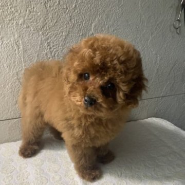 トイプードル(タイニー)【鹿児島県・男の子・2022年11月2日・レッド】の写真「モフモフベービー🐶
お値下げしました❣️」