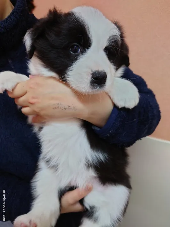 ID：2103-00468の子犬