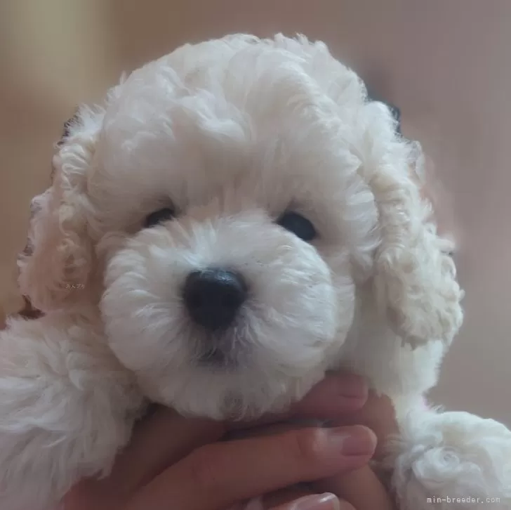 ID：2408-06661の子犬