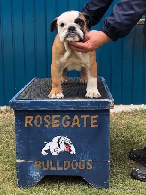 ID:1712-01529の子犬